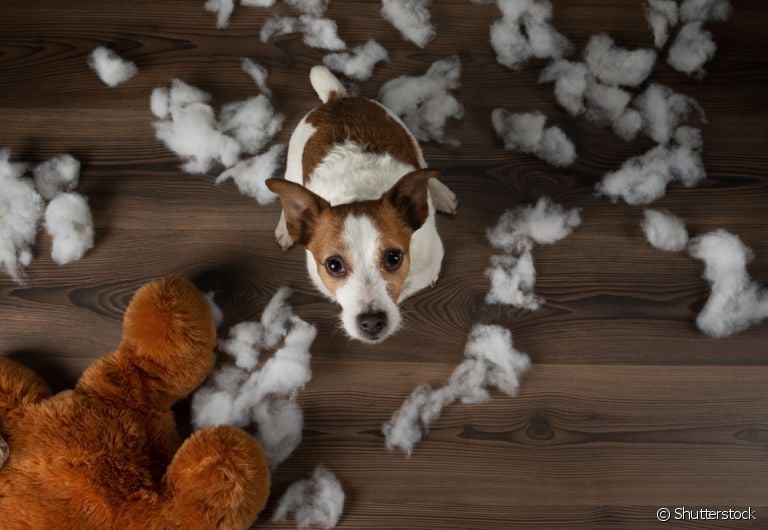 O cachorro destruindo tudo precisa ter sua energia deslocada para outro lugar