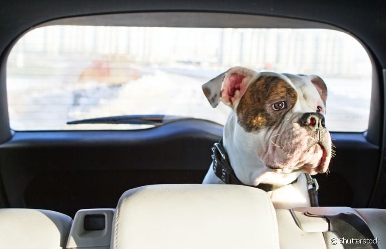 Cachorro no carro: saiba o que fazer quando o pet sofre com as viagens