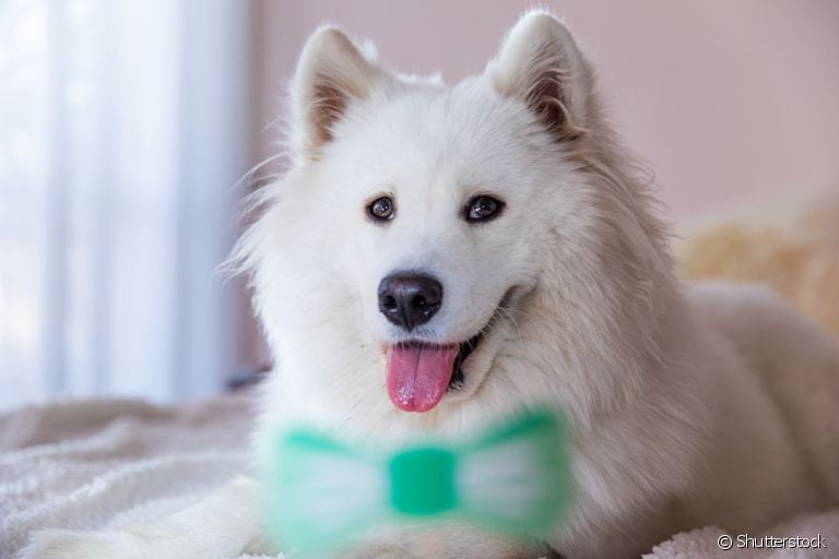 Descubra os nomes para cachorros brancos que mais combinam com o seu pet de pelagem clara