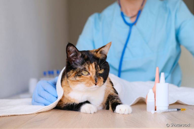 A ureia alta em gatos, assim como o nível elevado da creatinina, pode ser um sinal de alerta