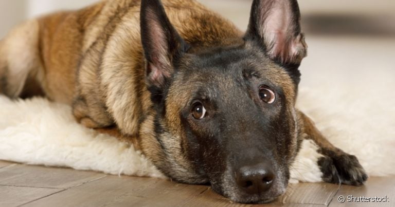 O Pastor Belga é um cãozinho com diferentes variações e muitas particularidades