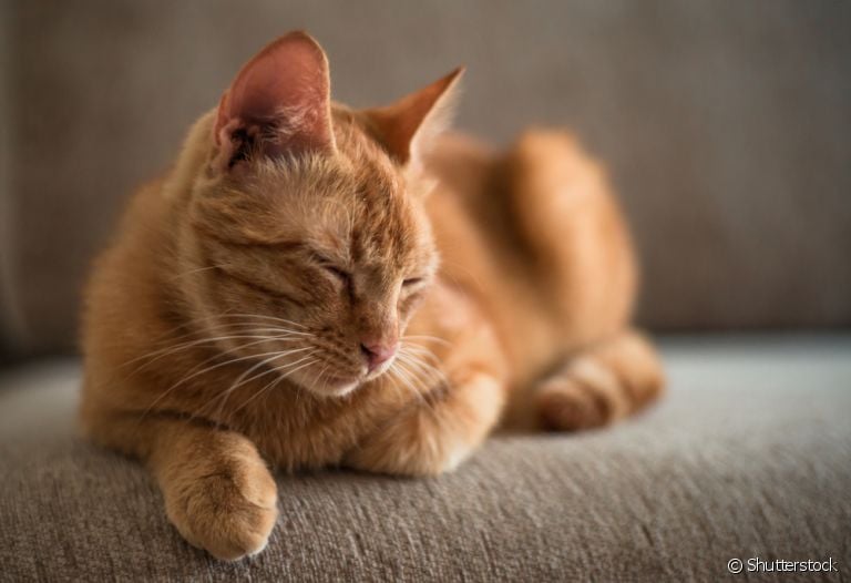 Picada de escorpião em gato pode trazer danos à saúde do pet