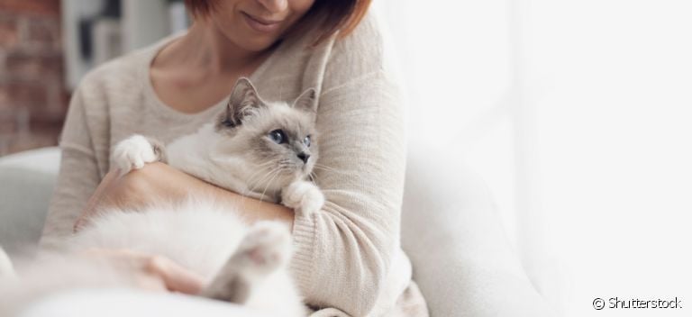 Veja quais são as raças de gato com comportamento mais sociável