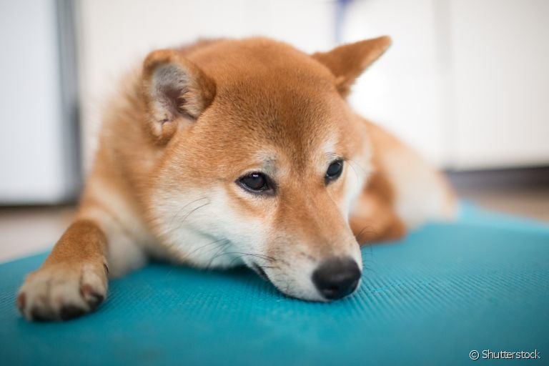 O tapete antiderrapante para cachorro é um aliado em várias situações do dia a dia do pet