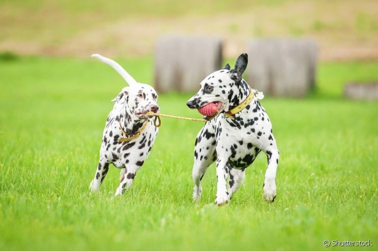 Cachorro brincalhão: veja quais raças de cachorro grande que têm essa característica