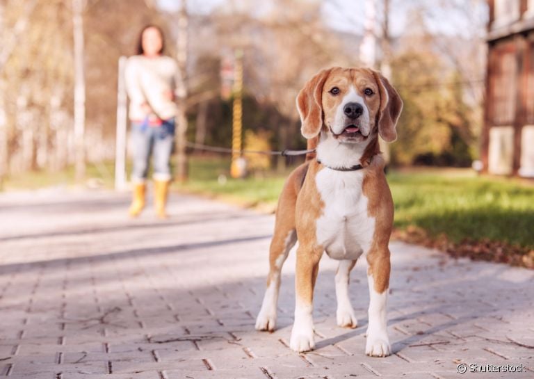 Passear com cachorro requer todo um preparo, dos acessórios a escolha do melhor horário