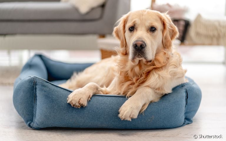 A síndrome de wobbler afeta cães de grande porte, causando disfunções nervosas e motoras