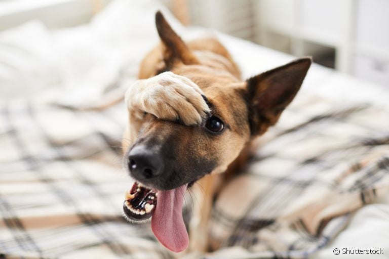 Entenda como ensinar o não para o cachorro e a importância disso