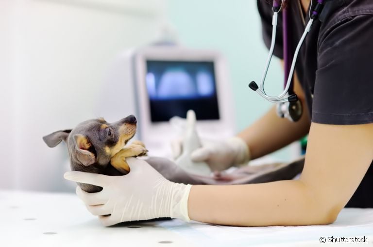 A ultrassonografia para cachorro é essencial no diagnóstico de algumas doenças