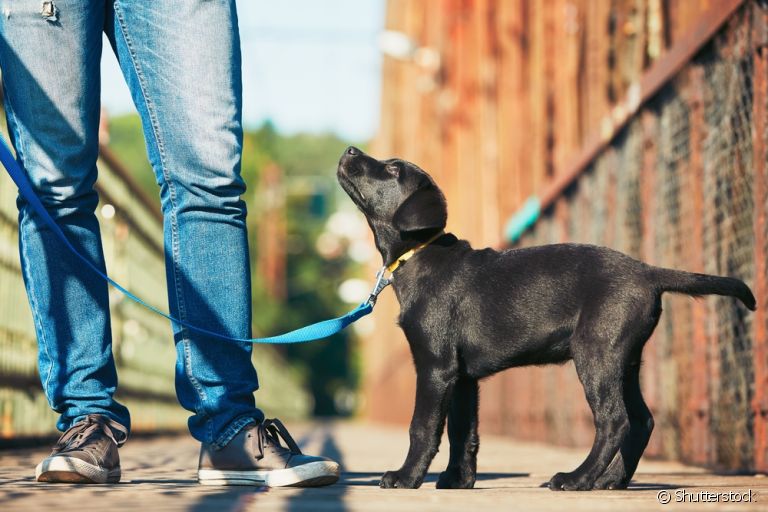 O filhote de cachorro não pode passear até que tenha tomado todas as vacinas obrigatórias