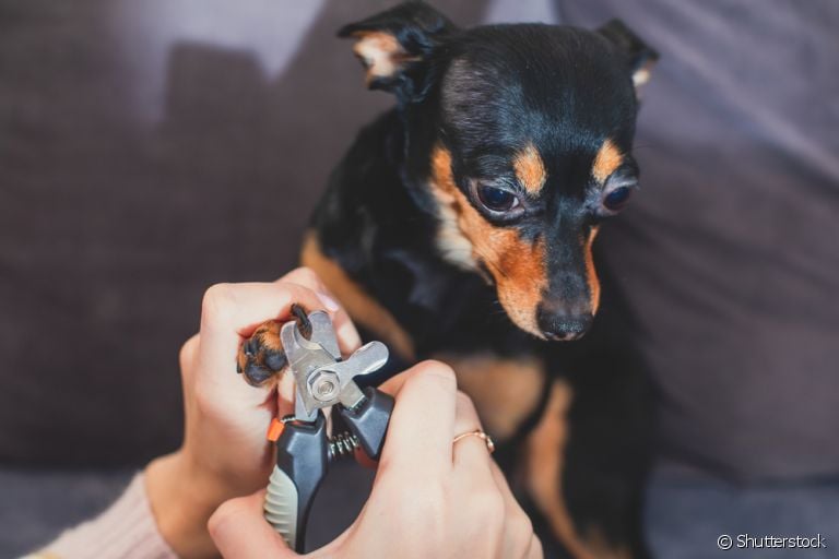 Como cortar unha preta de cachorro: é necessário ter muito cuidado com o sabugo da unha