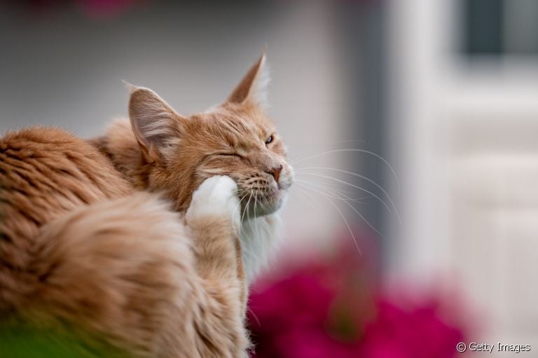 Não sabe como eliminar pulgas de gatos? Separamos algumas dicas para te ajudar!