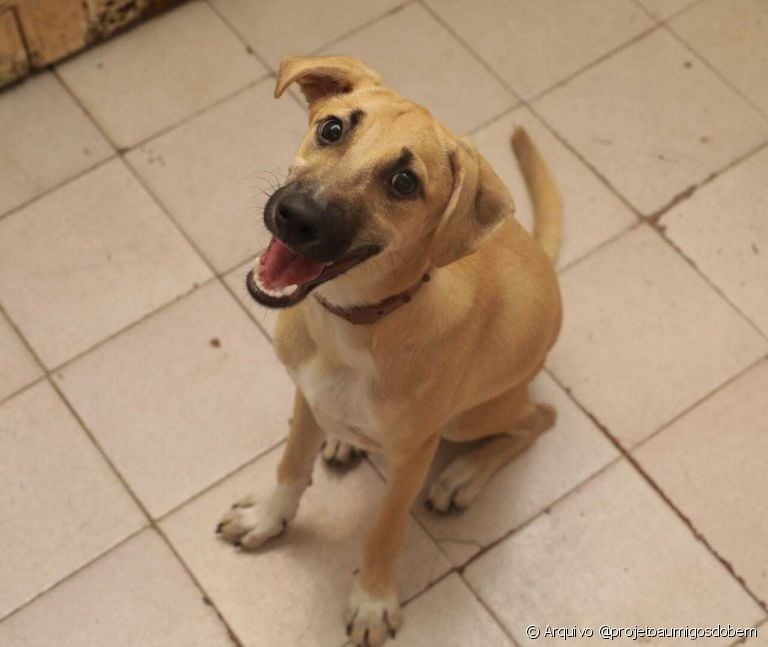  O cachorro de rua precisa de tantos cuidados quanto qualquer outro bichinho 