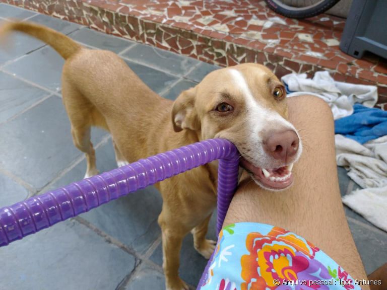 O vira-lata é o melhor amigo de quatro patas que você pode ter! - Mel