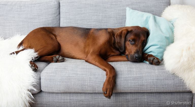 O barulho na barriga do cachorro pode ser uma reação natural ou representar algo mais sério