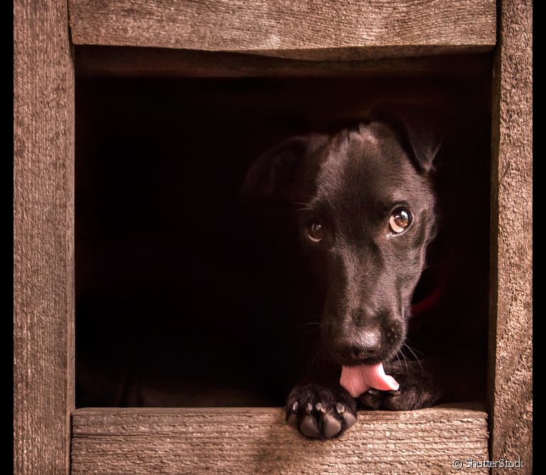 Cachorro lambendo as patas: saiba mais sobre como resolver esse problema.