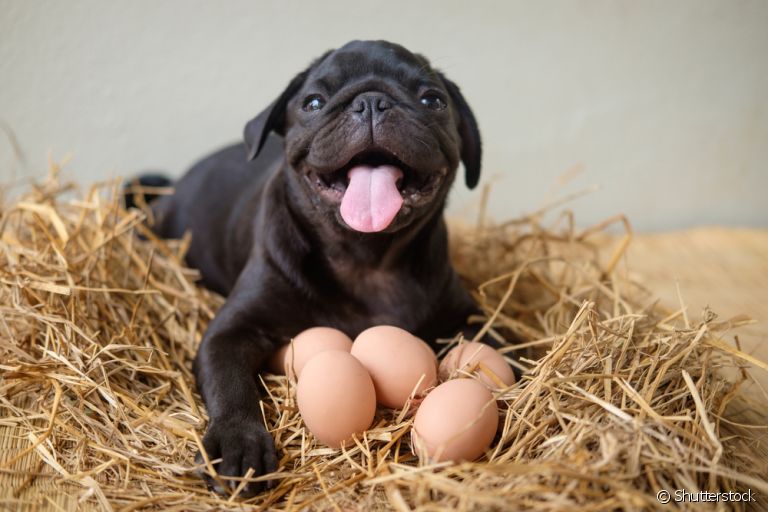Dar ovo para cachorro pode ajudar a incrementar a alimentação do pet