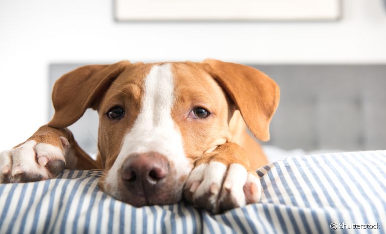 Existem vários tipos de vômito de cachorro e é importante saber identificar cada um deles