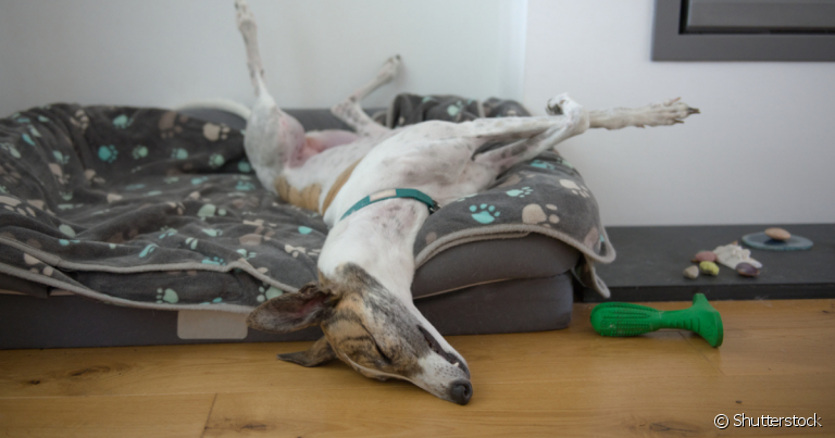 Todo pet precisa de uma caminha de cachorro para tirar aquele momento de descanso