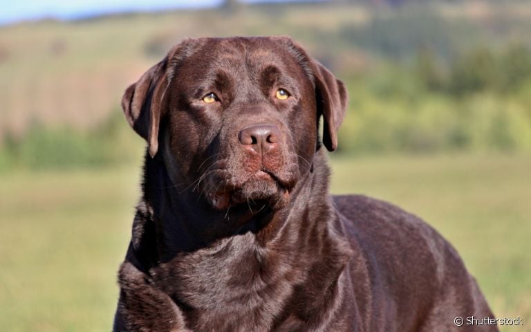  Existem diversos tipos de tumor na pele de cachorro 
