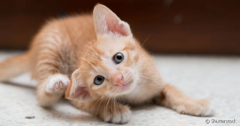 O gato com carrapato fica se coçando além do normal