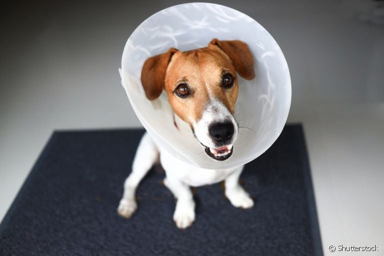 Saber com quantos meses pode castrar cachorro, como é a castração de cadela e outras questões é essencial