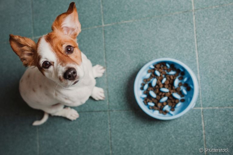  Comedouro lento para cachorro : saiba o que o acessório pode fazer pela saúde e alimentação do seu pet!