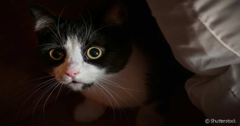 Gato escondido ou assustado? Saiba como chamar a atenção do bichano nessas situações