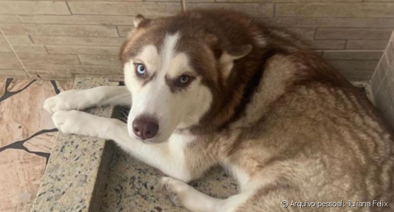 O Husky Siberiano é um cachorro grande com temperamento tranquilo, embora seja teimoso às vezes