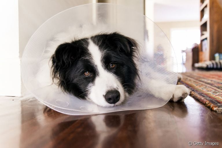 A castração de cachorro macho é um procedimento capaz de trazer inúmeros benefícios ao pet