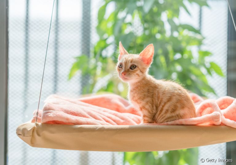 A cama suspensa para gatos é uma ótima escolha para os animais que gostam de ficar no alto