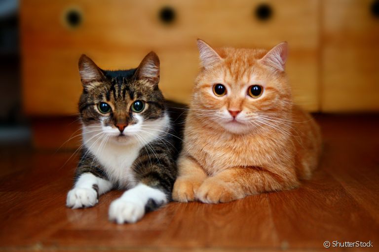Aprenda a identificar o sexo do gato na hora de aumentar a família