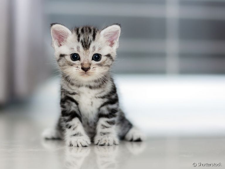 É preciso ter muito cuidado para tirar pulga de gato filhote, pois nessa fase da vida os animais costumam ser mais sensíveis