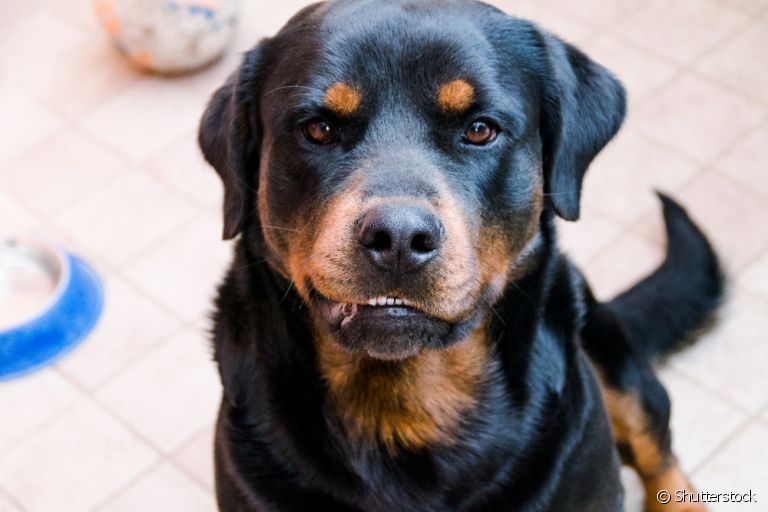 Convulsão em cachorro: descubra o que pode causar e o que fazer com o seu amigo nesse momento