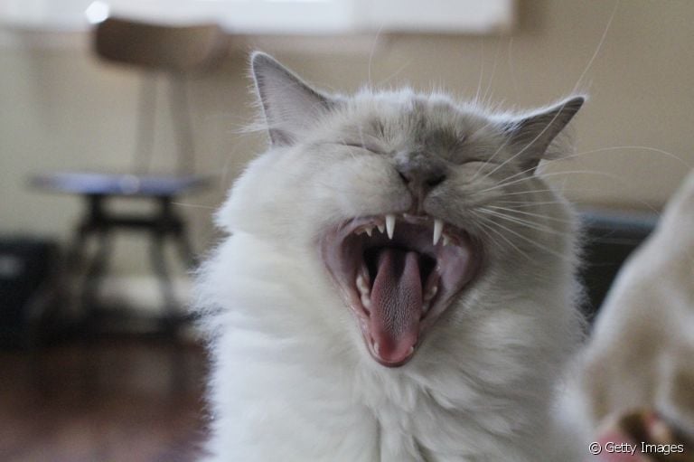  Gatos trocam de dente e precisam de cuidados especiais no período 