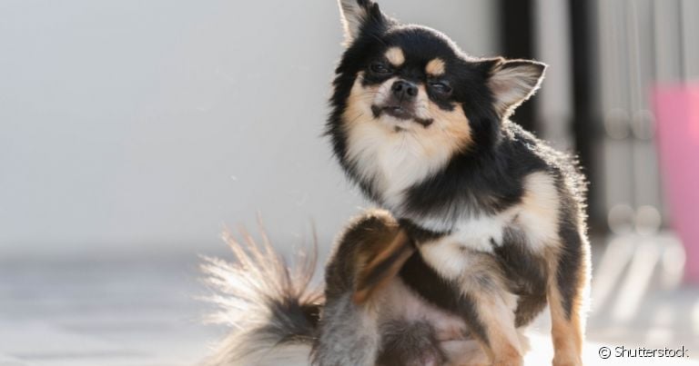 A dermatite atópica canina é caracterizada por uma coceira intensa após o contato com substâncias alérgenas