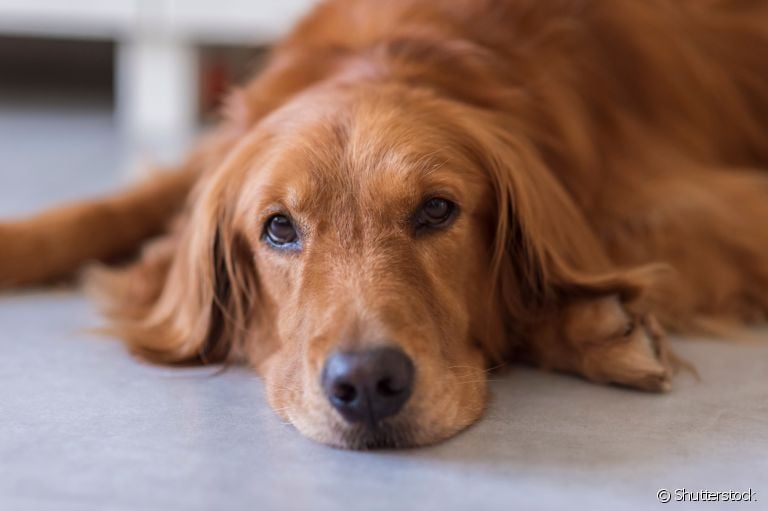 Antialérgico para cachorro: saiba quando usar o medicamento para cuidar do animal