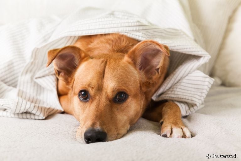 A presença de sangue nas fezes do cachorro é o sinal claro de que tem algo de errado com o animal. Fique atento!