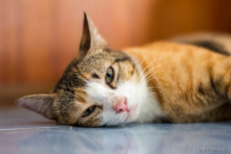 A esportricose felina é uma doença grave que causa lesões e feridas nos gatos afetados