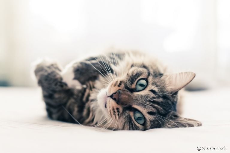 Esporotricose felina tem tratamento e cura, por isso é importante cuidar assim que perceber os primeiros sintomas.