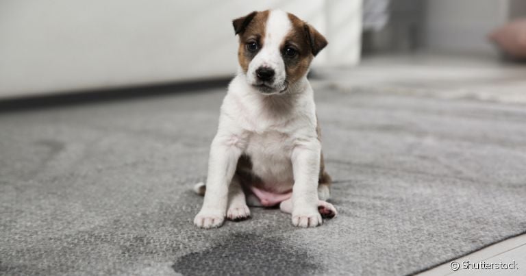 A formiga no xixi do cachorro acontece por causa da presença de glicose na urina