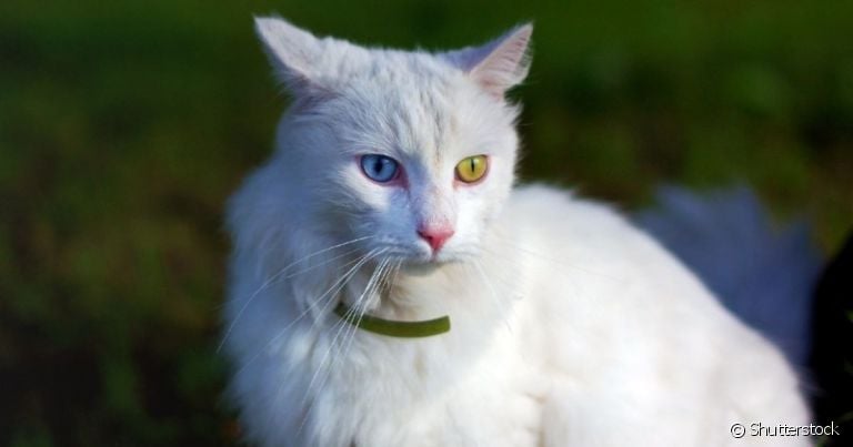  Os gatos de raça Angorá estão sempre prontos para serem desafiados