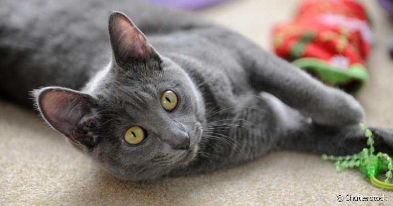 O gato cinza pode ser encontrado em várias raças e tem uma personalidade travessa