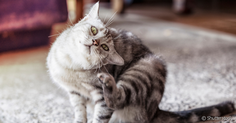 O carrapato em gato pode trazer uma série de problemas para o bem-estar do pet