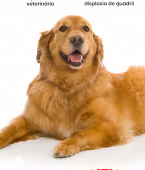 Golden Retriever: veja o infográfico e conheça as principais características da raça de cachorro