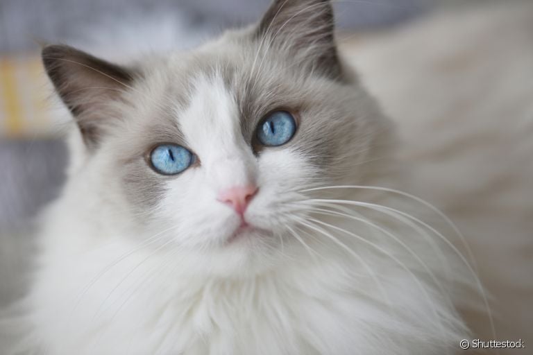 A hiperplasia mamária felina afeta as fêmeas causando aumento das glândulas mamárias