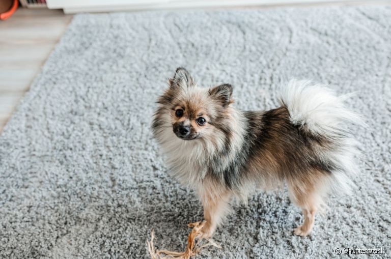 Saber os sinais da infecção urinária de cachorro é importante, pois a doença pode ser silenciosa