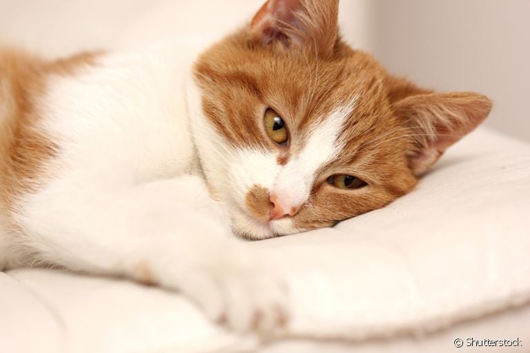 Gato renal: problema nos rins se desenvolve a partir de fatores hereditários ou pode ser adquirida ao longo da vida