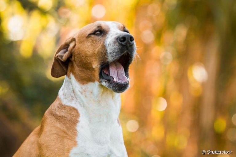 O latido de cachorro pode significar desde alegria até tédio