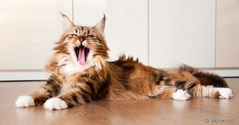 Descubra quem é o maior gato do mundo e quais são suas características!